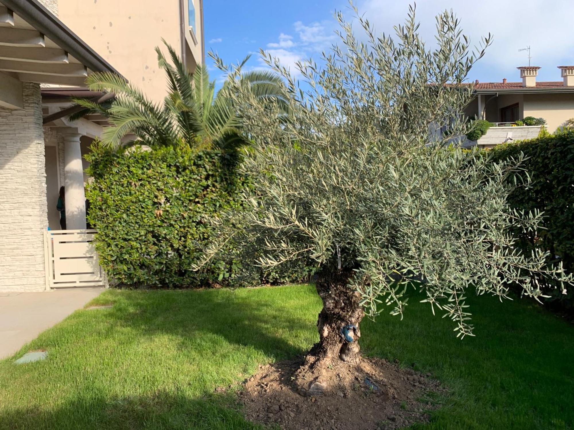 Residenza Puccini Holiday home *